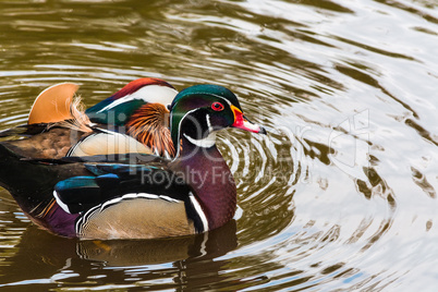 Mandarinenten auf einem Teich