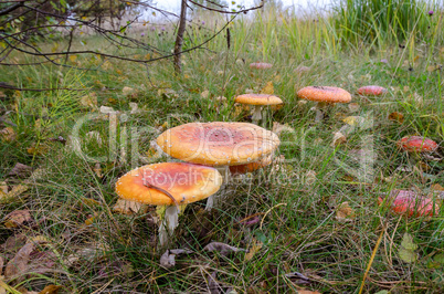 In The Autumn Forest