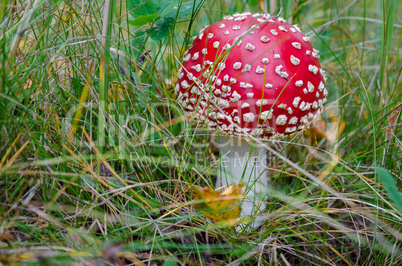 In The Autumn Forest