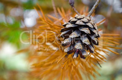 In The Autumn Forest