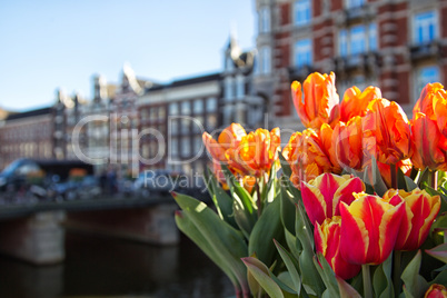 Tulpen in Amsterdam