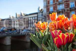 Tulpen in Amsterdam
