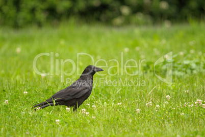 Aaskrähe (Corvus corone)