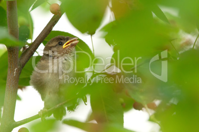 Haussperling (Passer domesticus)