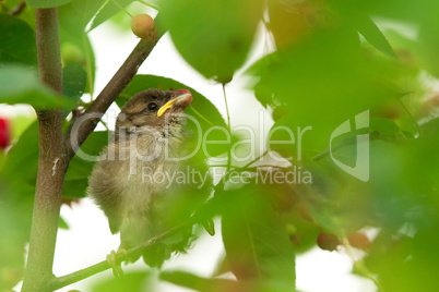 Haussperling (Passer domesticus)