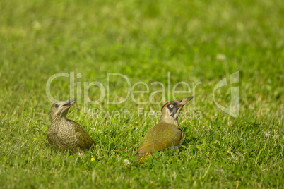 Grünspecht (Picus viridis)