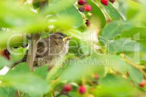 Haussperling (Passer domesticus)