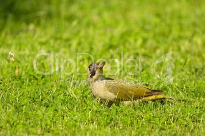 Grünspecht (Picus viridis)