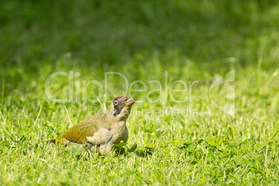 Grünspecht (Picus viridis)