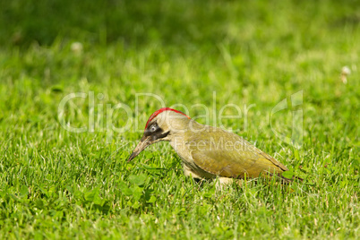 Grünspecht (Picus viridis)