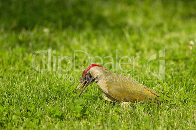 Grünspecht (Picus viridis)