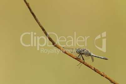 Großer Blaupfeil (Orthetrum cancellatum)