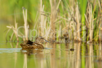 Stockente (Anas platyrhynchos)