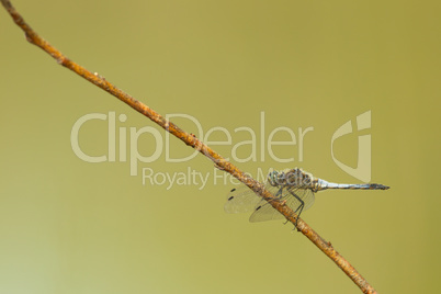 Großer Blaupfeil (Orthetrum cancellatum)