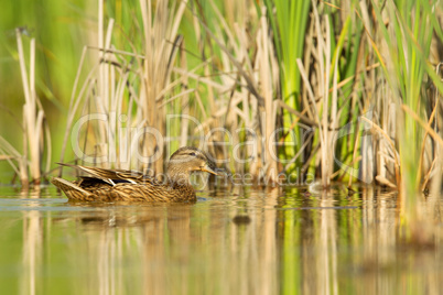 Stockente (Anas platyrhynchos)