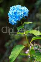 Blaue Hortensienblüte