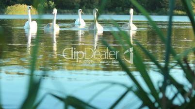 Family of swans on the lake