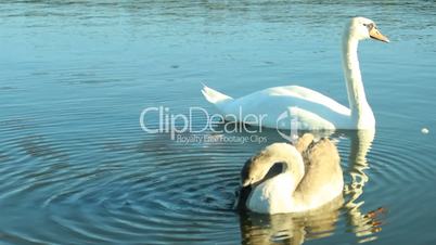 Family of swans on the lake