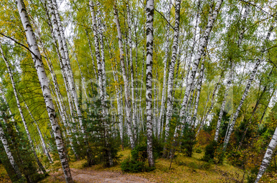 In The Autumn Forest