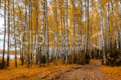 In The Autumn Forest