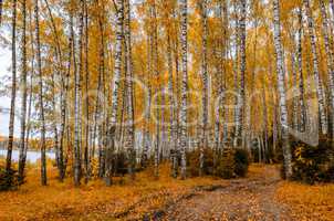 In The Autumn Forest