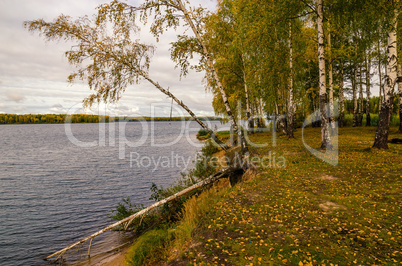 In The Autumn Forest