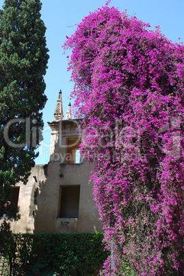 Seville (Spain): The Alcázar Gardens