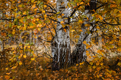 In The Autumn Forest