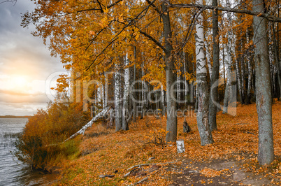 In The Autumn Forest