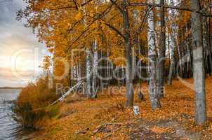 In The Autumn Forest