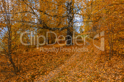 In The Autumn Forest