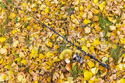 In The Autumn Forest