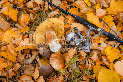 In The Autumn Forest