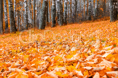 In The Autumn Forest