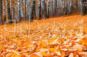 In The Autumn Forest