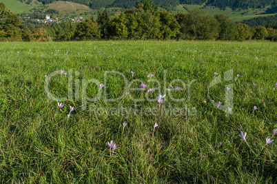 Grass field with flowers