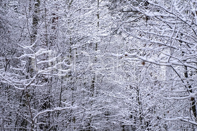Schneebedeckte Äste und Zweige im Wald