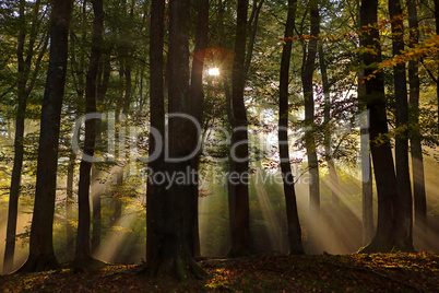 Wald zum Sonnenaufgang