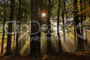 Wald zum Sonnenaufgang