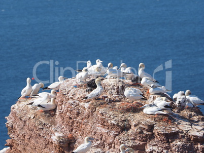 Lummen Kolonie auf Helgoland