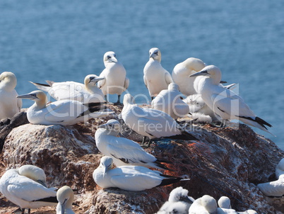 Lummen Kolonie auf Helgoland