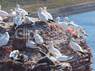 Lummen Kolonie auf Helgoland