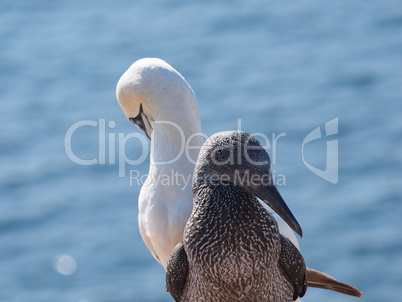 Lumme Jungvogel