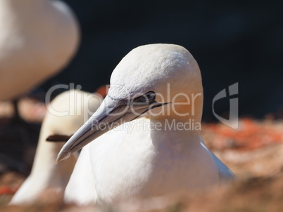 Lummen Kolonie auf Helgoland