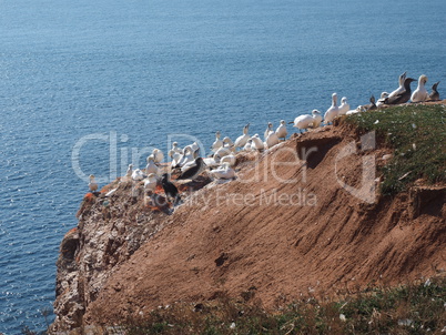 Lummen Kolonie auf Helgoland