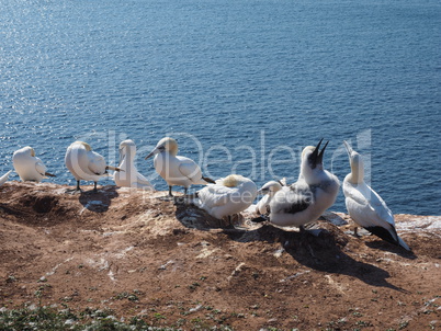 Lummen Kolonie auf Helgoland