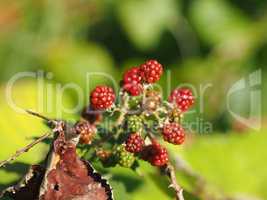 Brombeeren