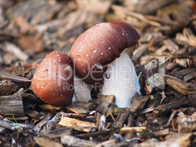 Pilz im Hausgarten Pilz im Hausgarten