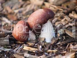 Pilz im Hausgarten