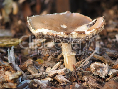 Pilz im Hausgarten